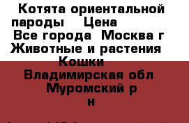 Котята ориентальной пароды  › Цена ­ 12 000 - Все города, Москва г. Животные и растения » Кошки   . Владимирская обл.,Муромский р-н